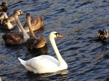 High angle view of swans swimming in lake