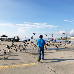 Rear view of man walking amidst pigeons on footpath