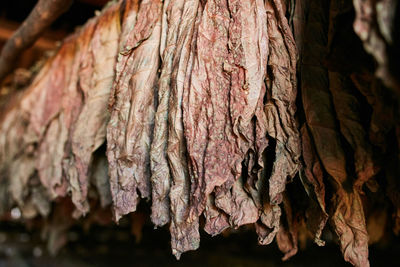 Close-up of dried leaf on tree trunk
