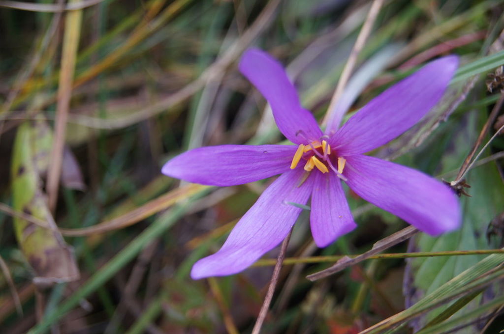 CLOSE-UP OF PURPLE FLOWERS BLOOMING