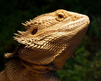 Close-up of lizard