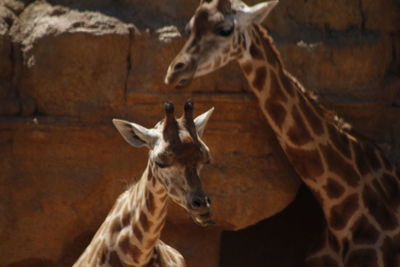 Giraffes against rocks in zoo