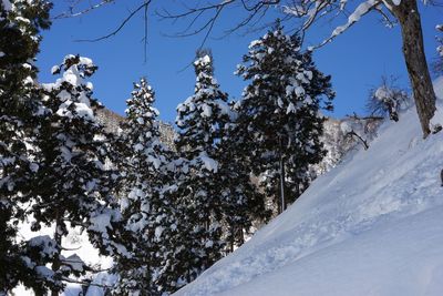 Low angle view of trees against clear sky during winter