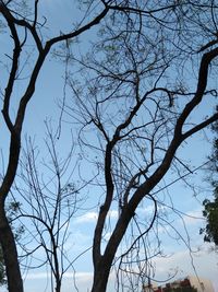 Low angle view of bare tree against sky