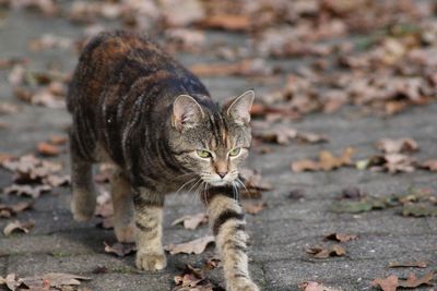 Close-up of a cat walking 