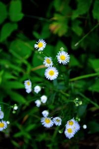 Close-up of white daisy flowers