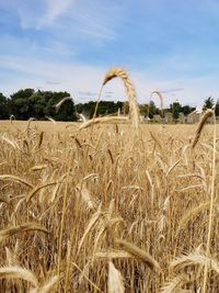 Scenic view of wheat field against sky