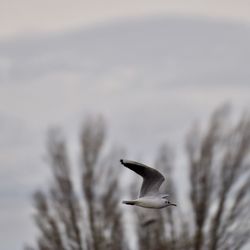 Seagull flying in the sky