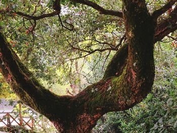 Close-up of tree trunk in forest