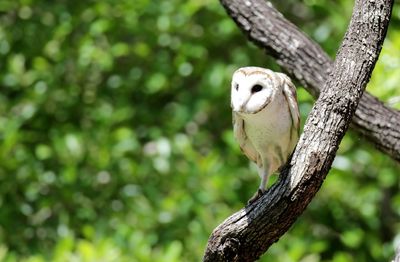 Close-up of bird perching on tree