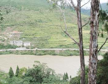 Trees on landscape