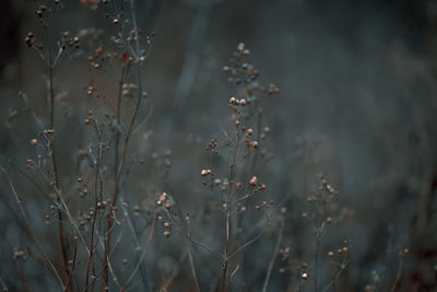 Close-up of dry plants on field