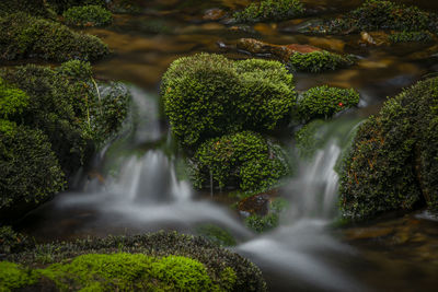 Scenic view of waterfall in forest