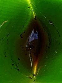 Close-up of insect on leaf