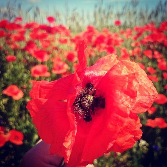 flower, petal, freshness, red, flower head, fragility, insect, focus on foreground, one animal, animal themes, beauty in nature, growth, animals in the wild, blooming, wildlife, close-up, nature, plant, pollen, pollination