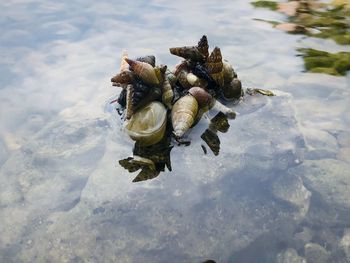 High angle view of shells on shore