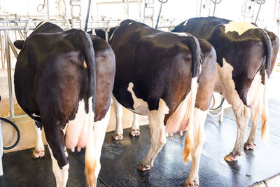 Cows standing in a horse