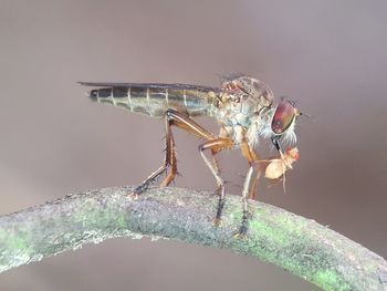 Close-up of insect perching on leaf