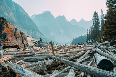 Hikers walking on logs amidst trees and mountains in forest