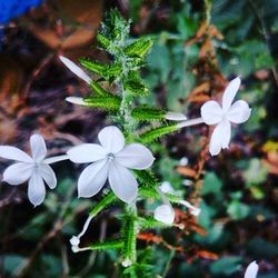 Close-up of white flowers