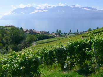 Scenic view of vineyard