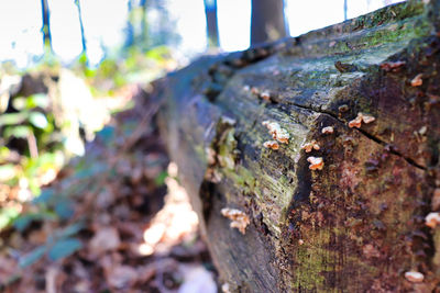 Close-up of lichen on tree trunk