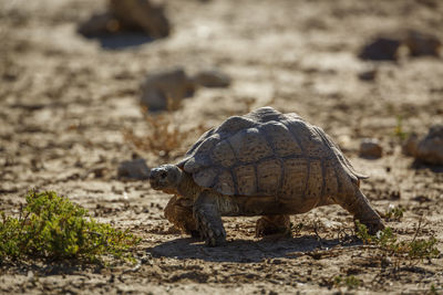 Close-up of turtle on field