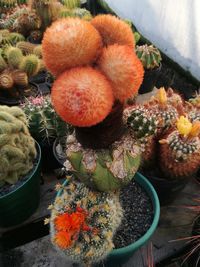 High angle view of fruits on cactus