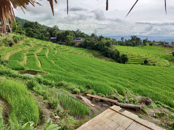 Scenic view of agricultural field against sky