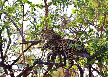 Lizard on tree