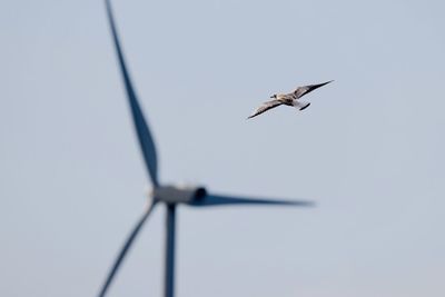 Low angle view of bird flying against sky