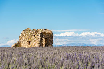 Old barn ruins on lavender field against sky