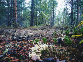Trees in forest