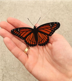 Close-up of butterfly on hand