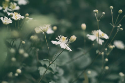 Close-up of white flowering plant