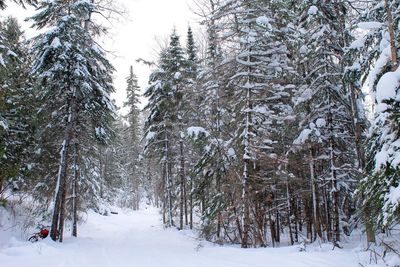 Trees against sky during winter