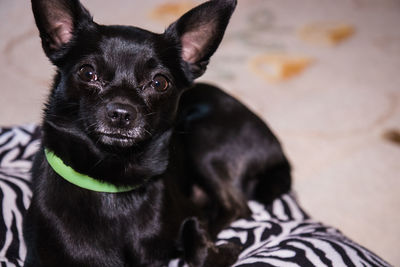 Close-up portrait of black dog relaxing at home