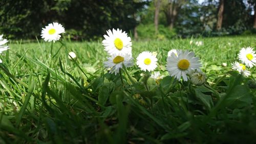 Close-up of white flowers blooming on field