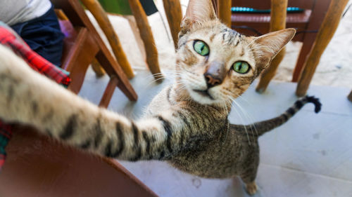 Portrait of tabby cat sitting on chair