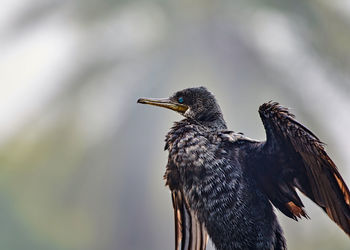 Close up of indian darter in a national park
