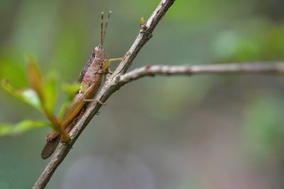 Close-up of insect on leaf