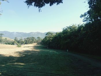 Road amidst trees against clear sky