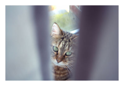 Close-up portrait of a cat