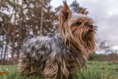 Portrait of dog on field
