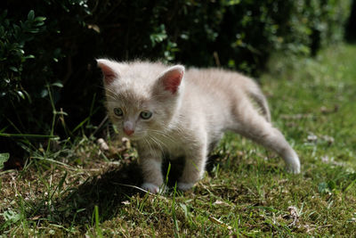 Close-up of cat on field