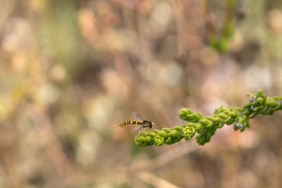 Insect on plant against blurred background