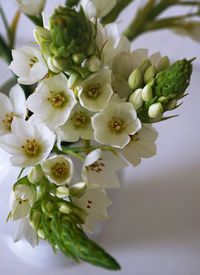 Close-up of white flowers