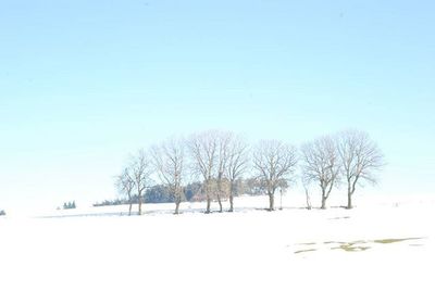 Bare trees on landscape against clear sky