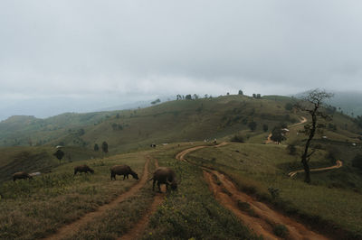 Travel in chiang mai, thailand 