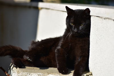 Close-up of a black cat